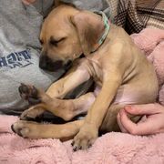 Black Mouth Cur Puppies from Tightline