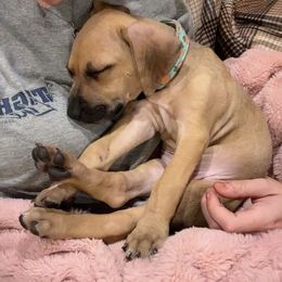 Black Mouth Cur Puppies from Tightline