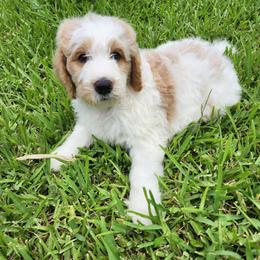 Goldendoodle Puppies from Costa's Curly Canines