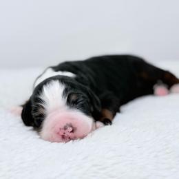 Ember - Tri-color female Bernedoodle puppy in Fleming, Colorado from Vandenbark Doodles