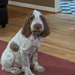 Spinone Italiano Puppies from Ilvolare Spinone