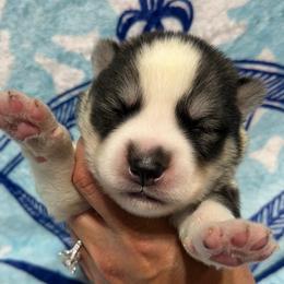 AKC Slate - Gray and white male Siberian Husky puppy in Centreville, Maryland from Huskies By the Bay