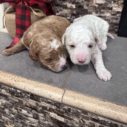 Goldendoodle puppies from North MS Doodles Boutique