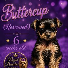 Buttercup - Black and tan female Yorkshire Terrier puppy in Atlanta, Georgia from Royal Beauties Yorkies of Atlanta