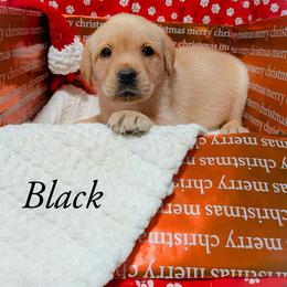 Black - Yellow female Labrador Retriever puppy in Parma, Idaho from Campbell Valley Labradors