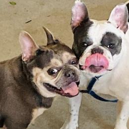 French Bulldogs from J & G Kennels