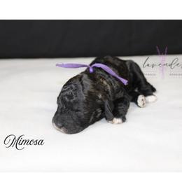 Mimosa - Black and tan female Cockapoo puppy in Mancelona, Michigan from Lavender poodles & doodles