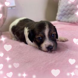 Ruby - Piebald female Dachshund puppy in Aiken, South Carolina from State Eight Dachshunds