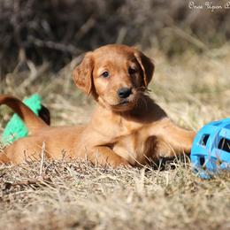 Eve's Green Boy - Dark golden male Golden Retriever puppy in Idaho Falls, Idaho from Once Upon A Dream Kennels