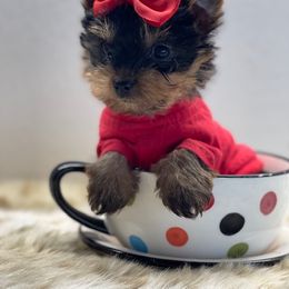 Maltipoo and Yorkshire Terrier Puppies from Puppy Love Palace @ HB Farm