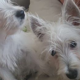 West Highland White Terriers from Lenau Westies