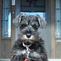 Miniature Schnauzers from Keepsake Miniature Schnauzers
