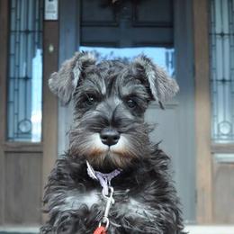 Miniature Schnauzers from Keepsake Miniature Schnauzers
