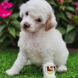 Akc clear Winston - White male Poodle puppy in Salem, Missouri from Meadowbrook Poodles