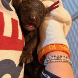 Poodle Puppies from Royal Dixie Poodles