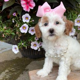 Pink collar - Parti female Goldendoodle puppy in Calico Rock, Arkansas from Cottrell’s Poodles & Doodles