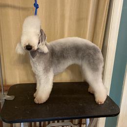 Dasha - Bedlington Terrier