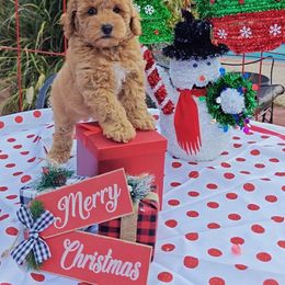 Terence - Apricot male Poodle puppy in Dallas, Texas from Halo's Heroes Doodles
