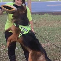 German Shepherds from Megan fruge