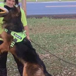 German Shepherds from Megan fruge