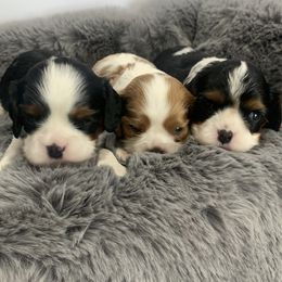 Beagles, Cavalier King Charles Spaniels, and Cavapoos from Beagles and Beyond, LLC