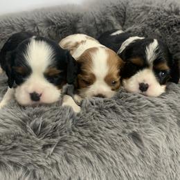 Beagles, Cavalier King Charles Spaniels, and Cavapoos from Beagles and Beyond, LLC