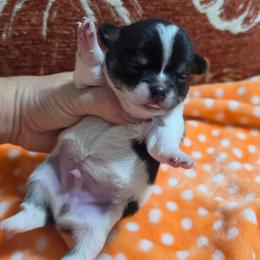 Mickey - Black and white male Chihuahua puppy in Brooksville, Florida from Daystars Chihuahuas