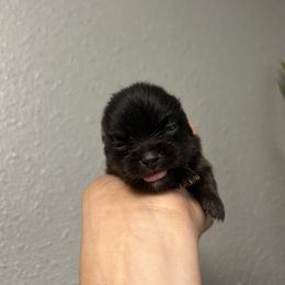 Pomeranian Puppies from Vargas Boyz Kennel