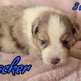 Nutcracker - Red merle male Australian Shepherd puppy in Albion, Michigan from Northern Lights Aussies (NL Aussies)