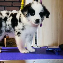 Australian Shepherd Puppies from Massey Creek Kennels