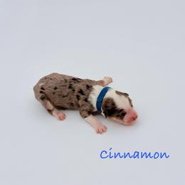 Cinnamon - Blue merle female Aussiedoodle puppy in Cartersville, Georgia from Simply Blessed Doodles