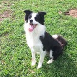 Border Collies from Covergaze Border Collies