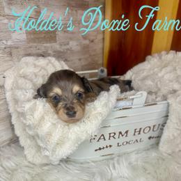 Sven - Dachshund puppy from Holder’s Doxie Farm