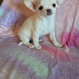 Demi - Fawn and white female Chihuahua puppy in Indianapolis, Indiana from London Rouge Chihuahuas