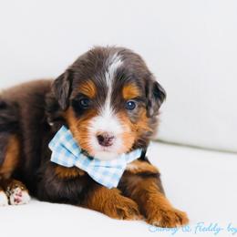 Captain America - Blue merle male Bernedoodle puppy in Diamond Bar, California from Furrytaildoodles