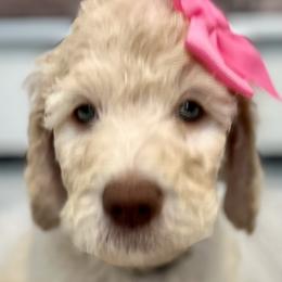 Girl 5 - Cream Goldendoodle puppy in Orlando, Florida from Lorraine's Doodles