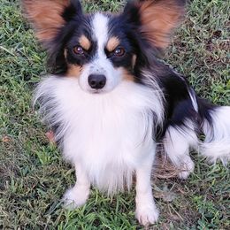 Cody - White black and tan male Papillon puppy in Harrisburg, Illinois from Joy Furey Pixy Puff Papillons
