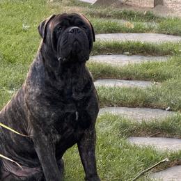 Dutton - Bullmastiff