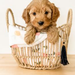 Goldendoodle Puppies from KZ Doodles