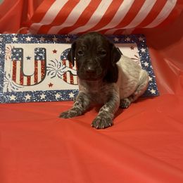 Pup 1 - Liver roan female German Shorthaired Pointer puppy in Kathleen, Florida from Alex Yates GSP's