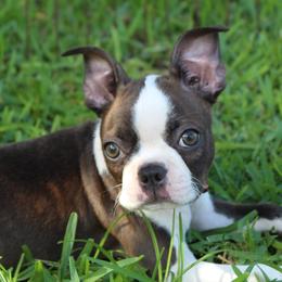 Lucy Curious Brindle Companion - Brindle and white female Boston Terrier puppy in Brooksville, Florida from I Love Pups