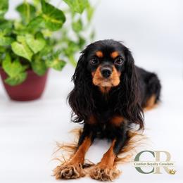 Indy Black N Tan Beauty - Cavalier King Charles Spaniel