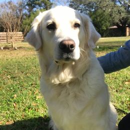 Golden Retriever All Grown Up from Eastern Shore Goldens