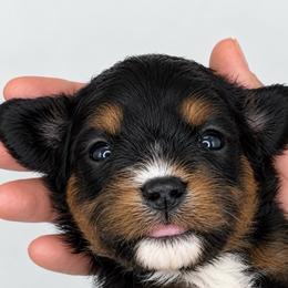 Tony - Black and tan male Cavapoo puppy in Fayette County, Ohio from Happy Tails