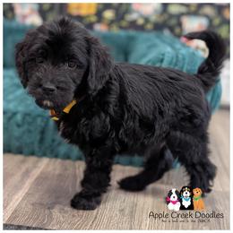MOON - OFA-Genetics-2 Year Warranty. - Black male Goldendoodle puppy in Jeddo, Michigan from Apple Creek Doodles