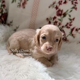 Cream Female Longhair - Cream female Dachshund puppy in Cleveland, Tennessee from Kelly's Doxie Farm