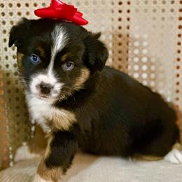 Holly Christmas blue eyes - Black tri female Miniature Australian Shepherd puppy in Charlestown, Indiana from Forever Aussies and A Doodle