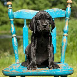 Bronco - Black male Great Dane puppy in Beulah, Michigan from Northwood Euro Danes and Bassets
