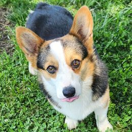 Raven - Pembroke Welsh Corgi