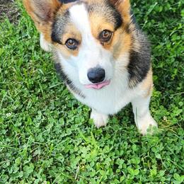 Raven - Pembroke Welsh Corgi